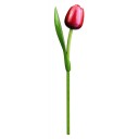Kemfeldeko koka tulpe Red/White, 34cm