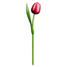 Kemfeldeko koka tulpe Red/White, 34cm