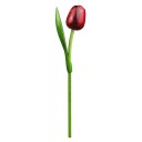 Kemfeldeko koka tulpe Red/Aubergine, 34cm