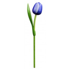 Kemfeldeko koka tulpe Blue / White, 34cm