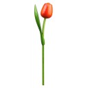 Kemfeldeko koka tulpe Orange/Red, 34cm