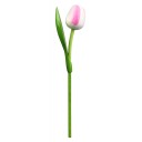Kemfeldeko koka tulpe White/Pink, 34cm