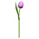 Kemfeldeko koka tulpe Purple/White, 34cm