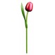 Kemfeldeko koka tulpe Red/White, 34cm