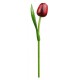 Kemfeldeko koka tulpe Red/Aubergine, 34cm
