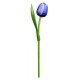 Kemfeldeko koka tulpe Blue / White, 34cm