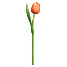 Kemfeldeko koka tulpe Orange/White, 34cm