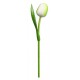Kemfeldeko koka tulpe White/Green, 34cm