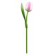 Kemfeldeko koka tulpe White/Pink, 34cm