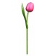 Kemfeldeko koka tulpe Pink/Red, 34cm